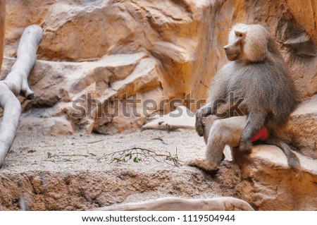 The baboon with a very expressive