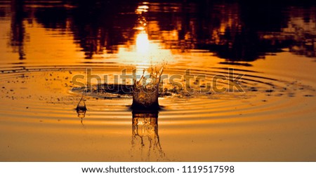 A beautiful scattered water drops of a pond in the afternoon isolated unique photo