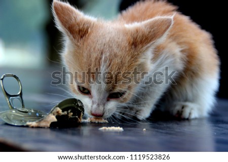 Little cat eating pate and showing us how much she is hungry.
