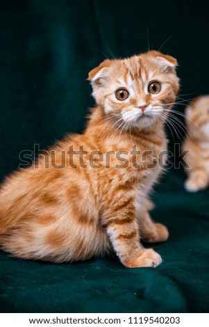 Red Scottish Kitten