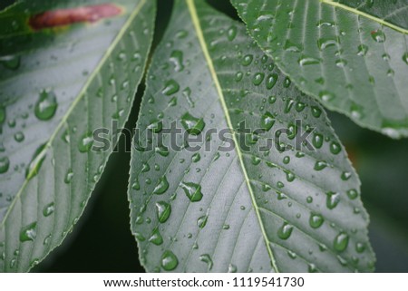 Green leaves pattern closeup-after rain with water drops