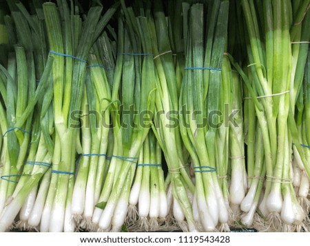 Green onions in a row