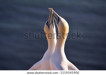 Lovely detail Picture of the two Northern gannets during the nesting season on the nest. Picture is taken during the sunny sunset on the german Helgoland island in Nord sea in biggest gannet colony.