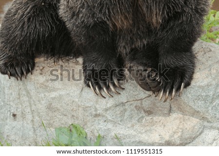 Claws of one of North American's largest carnivores, the grizzly bear