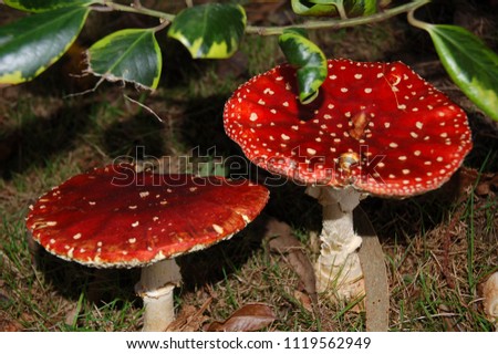 The toxic mushroom Amanita muscaria
