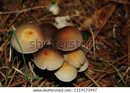 A macro picture of mushrooms took in Fragas do Eume, north west of Spain.
