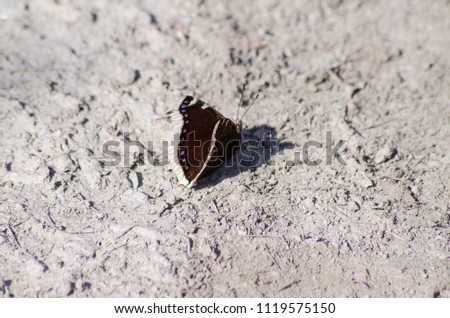 Closeup brown butterfly