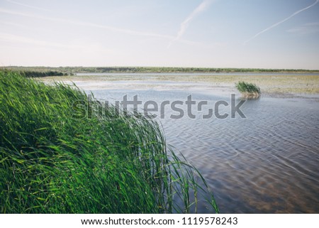 a picture of the shore with reeds and water, a landscape photo on a summer day on the shore of a pond, a lake or a river in a photo