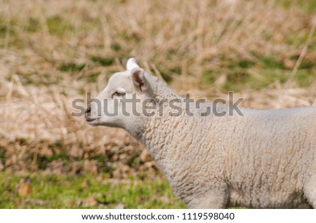 Cute sheeps at field