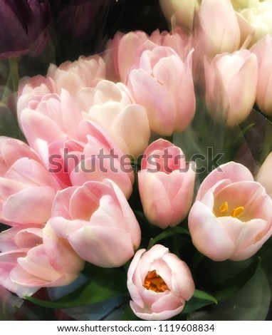 A Beautiful Bouquet of Pink Tulips