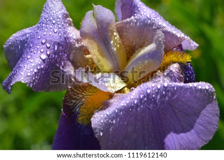 delicate light purple with yellow iris flower with raindrops, natural floral composition, gentle romantic morning freshness