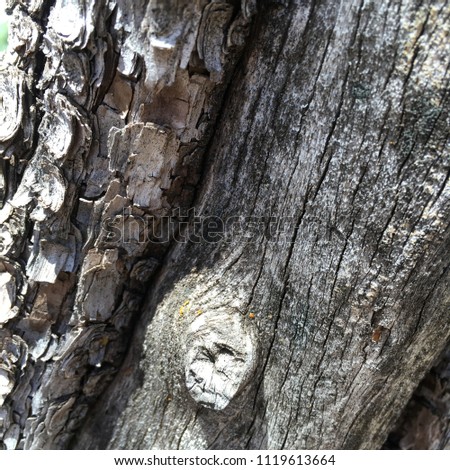 Macro Alligator Juniper Tree Trunk Bark Weathered Gray Wood, Juniperus Pachyphloea
