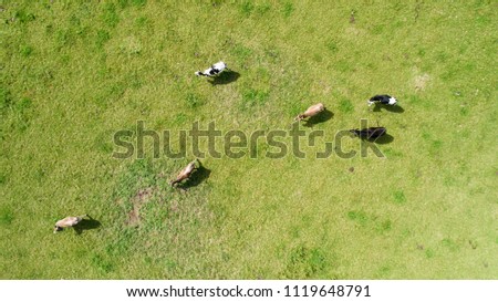 Aerial photo of cows grazing in a field, France