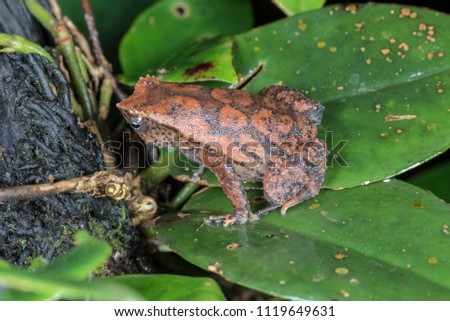Kinabalu sticky frog, Kalophrynus baluensis, Sabah, Malaysian Borneo