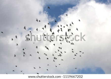 A flock of birds in the sky. Many Pigeons in the clouds.