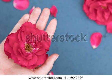 Flower of a red rose on a female palm and a bouquet from roses on a background on a blue background. The place for the description of the text. Horizontal direction of a shot