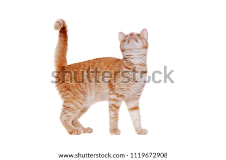 Side view full length picture of a standing red long haired kitten looking up