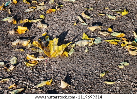 Autumn background with yellow autumn leaves. Abstract background