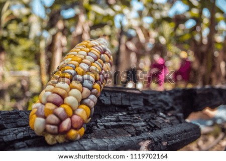 wonderful cob of colorful corn with background in blur