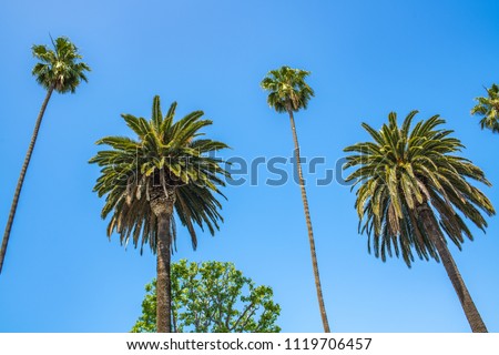 Beautiful clear blue sky day with palm trees in Beverly Hills. Royalty-Free Stock Photo #1119706457