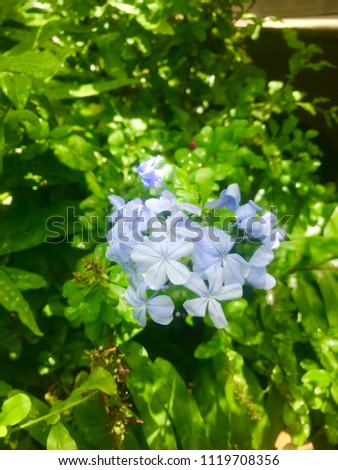 Blue flowers covered in raindrops