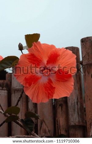 Close up photograph of a red beautiful natural flower over a wooden background