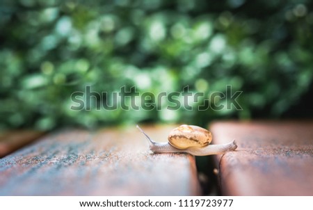 A cute small snail is crawling slowly on wooden slath with green plant on the background / colorful fresh feeling picture