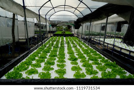      Organic Vegetables Background                       