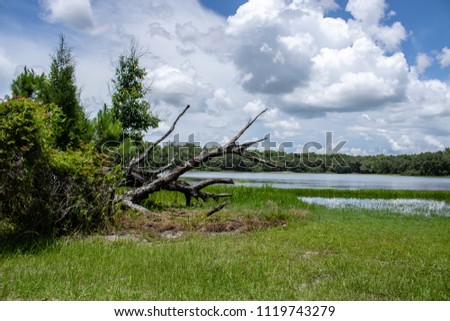 Withlacoochee State Forest