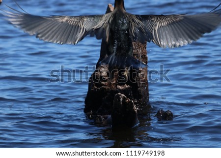 Great Cormorant, a bird that looks like a bat with open wings on a sunny day over a tree in Chobe River, Botswana, Africa