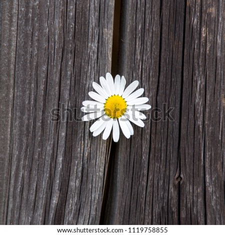 camomile flowers on wooden background
