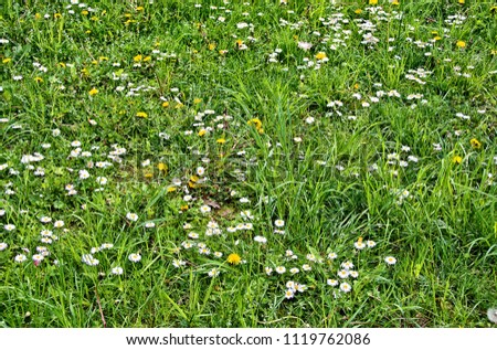 Beautiful green meadow with nice chamomile and yellow dandelions. Wonderful rural landscape. Amazing meadow with wildflowers. Summer countryside environment. Green pasture. Herbs 