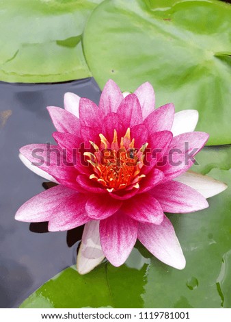 Lotus Flower, Lotus Color Pink