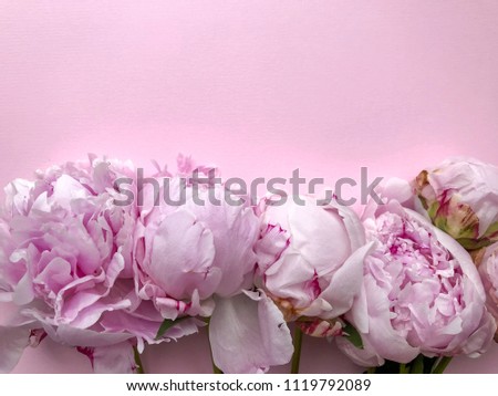 Pink Fresh Summer Peonies Flowers Concept Woman's day Greeting Card Mother's Day Valentines Pink Background Natural Light Selective Focus
