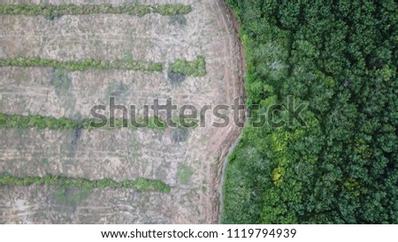Deforestation aerial photo. Forest destroyed for palm oil production 