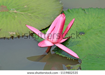 beautiful pink waterlily or lotus flower in pond
