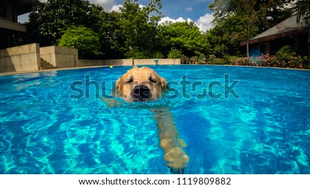 Golden Retriever (Dog) Exercises in Swimming Pool  Royalty-Free Stock Photo #1119809882