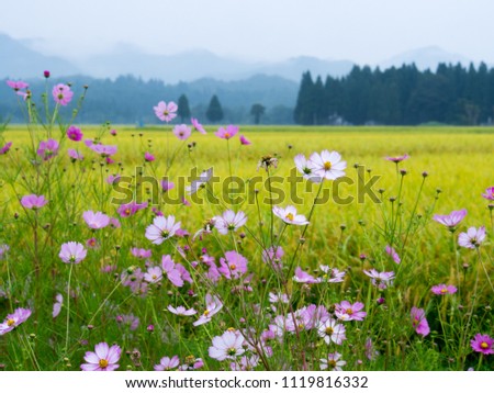 autumn country ricefield cosmos japan landscape