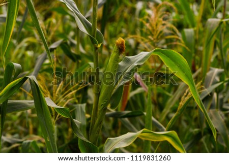 A front selective focus picture of organic corn field at agriculture farm. Ripe maize ear in cultivated agricultural corn field ready for harvest picking. Harvesting time. Farm field. Ripening field.