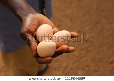 Close up view of an african farmer's hand holding three eggs in his hand. Picture taken in a traditional hen house in guinea bissau. Symbolic image of agricultural activity in Africa.