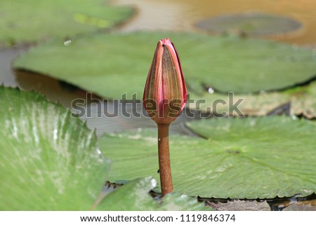 image of pink lotus flower not blooming on wate
