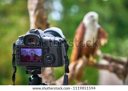 Bird Photographer takes injured Brahminy kite, Red-backed sea-eagle (this bird Scientific name : Haliastur indus ) picture by dslr camera on sunnyday in Trad of Thailand              