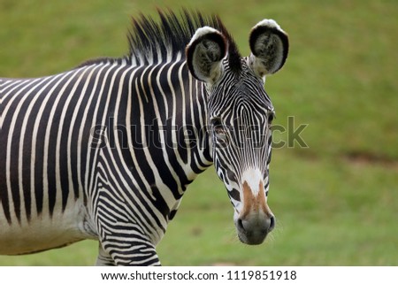 The Grévy's zebra (Equus grevyi), also known as the imperial zebra, portrait with green background.