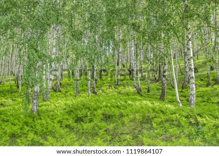 Birch grove on a spring day