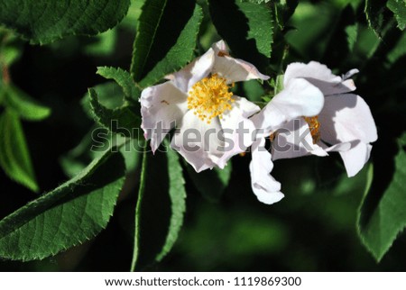 Wild rose white flowers on the soft dark green leaves blurry bokeh background