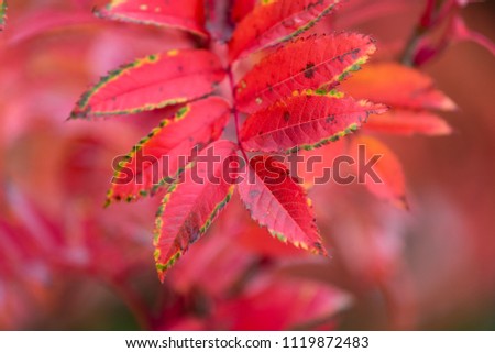 Autumn rowan red leaves, shallow focus