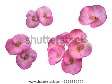 Crown of Thorns flower or Christ Thorn flower,  pink christ Thorn flower on  white background.