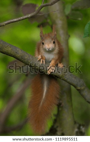 Young squirrel in a tree