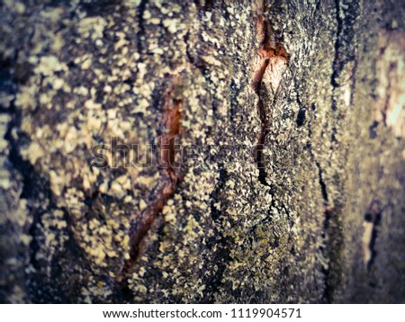 bark background texture
