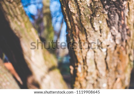 Blurry background with textured bark on tree trunk made in free lensing (lens whacking) technique. For wallpaper, background